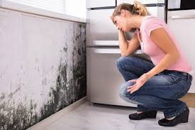 Best Mold Documentation for Insurance Claims  in USA